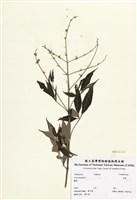 藏品(黃荊)的圖片